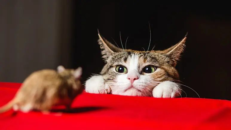 health benefits of mice for cats