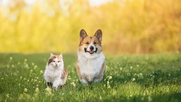 keeping pets pest free