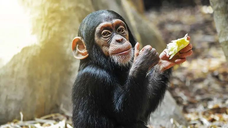 playful teasing in apes