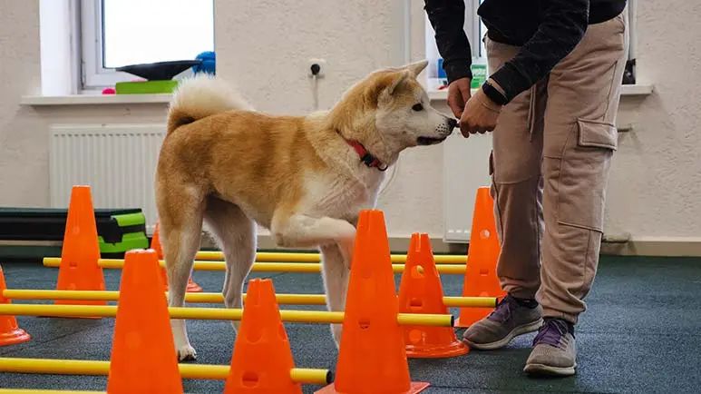 rehab therapy for dogs