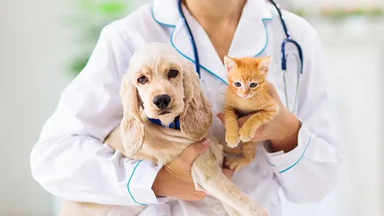 wellness checkup forpets