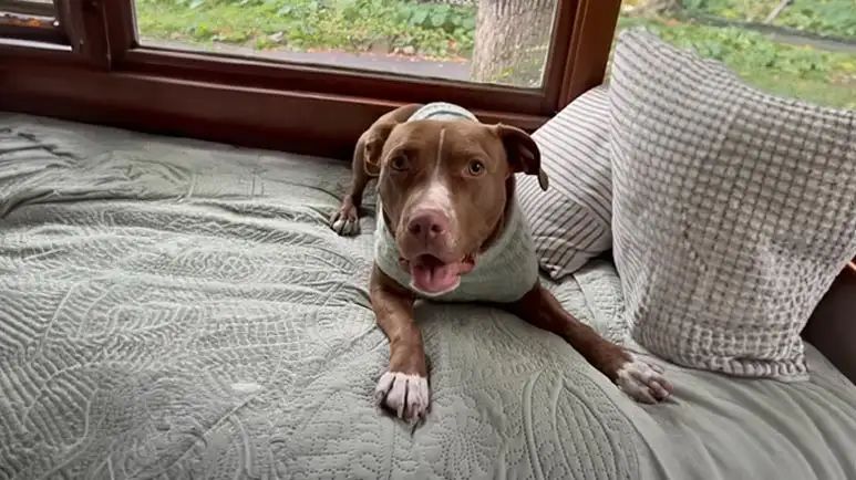 a hopeful shelter dogs new life