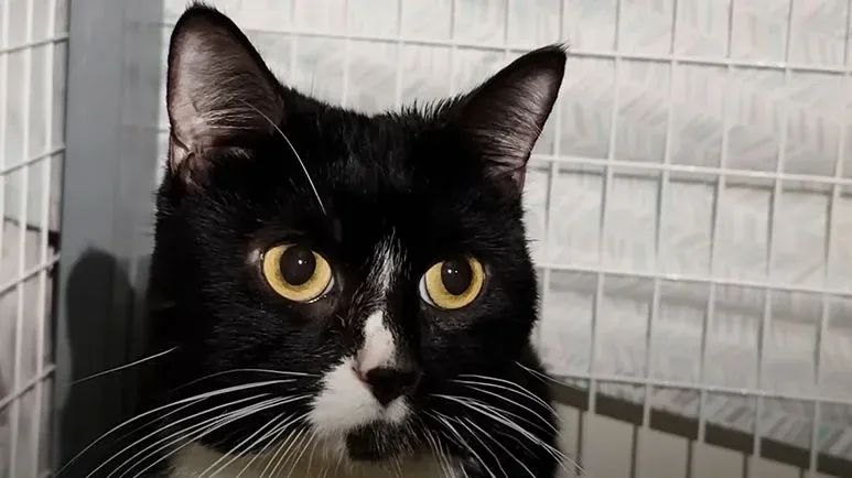 brave cats transformation after surgery