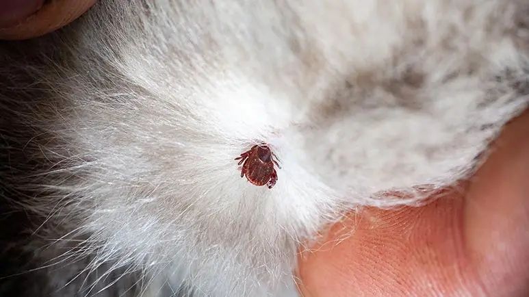 canine lyme disease prevention tips