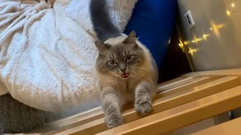 daphne is the purrfect roommate