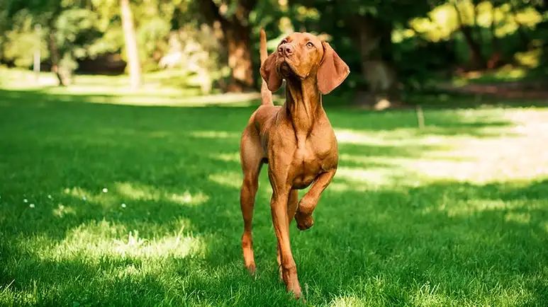 floating kneecap in dogs