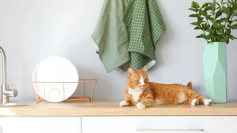 keep cats off kitchen counters