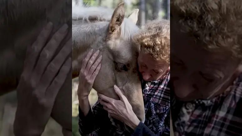 lavendel a guiding light in the dark
