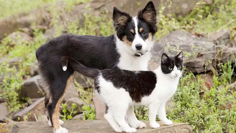 national pet id week