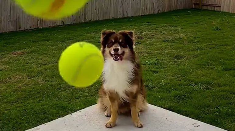 new home new adventures discovering the yard