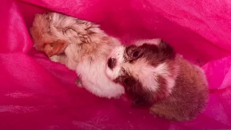 pringles led to a heroic puppy rescue