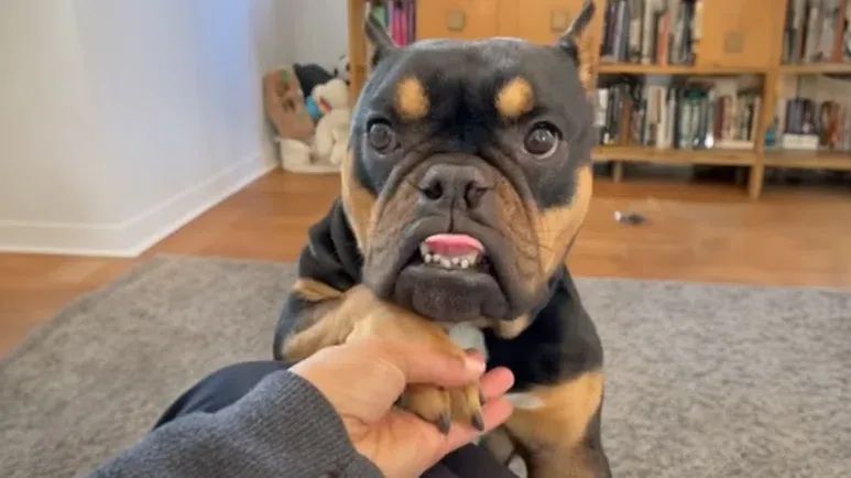 rescued pup finds love after rough start