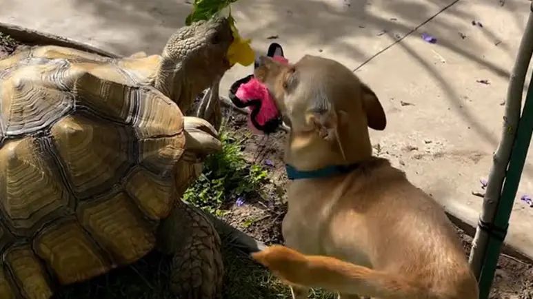 unlikely friends a love story