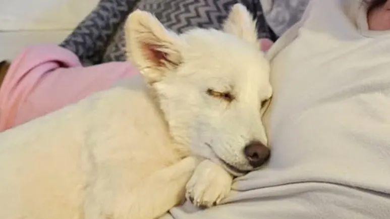 yukis journey to joy