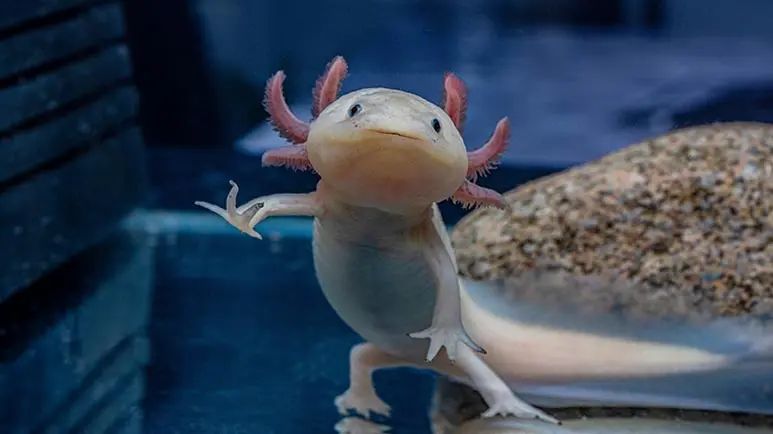 9 non fish aquarium pets