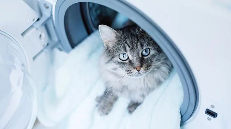 salt toxicity in cats