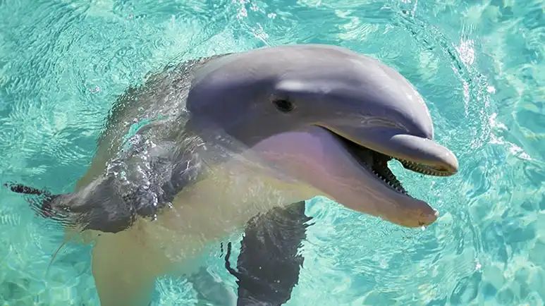 dolphins fecal microbiota transplant