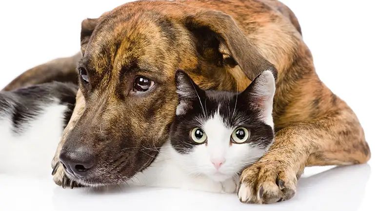 animal anti-inflammatory genes