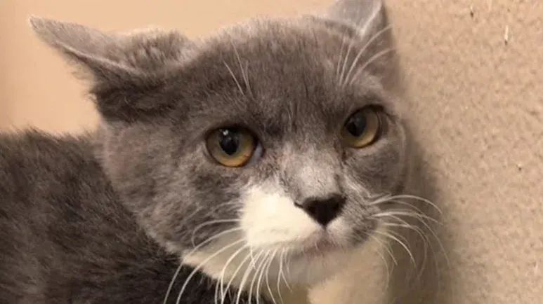 from mean to cuddly jaxs new life