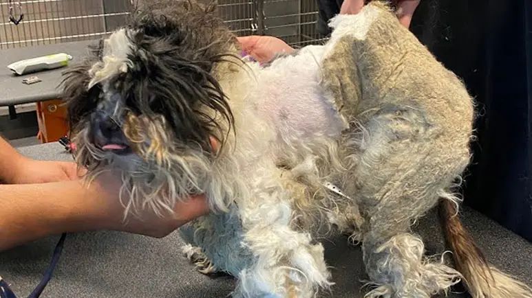 from stray to saved pandas transformation