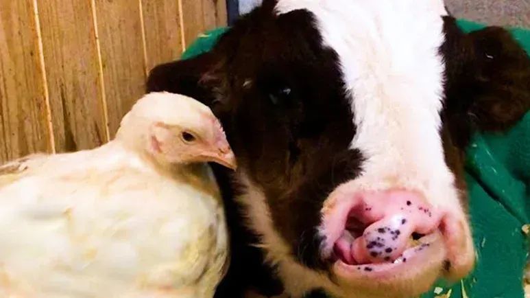 judes miraculous rescue