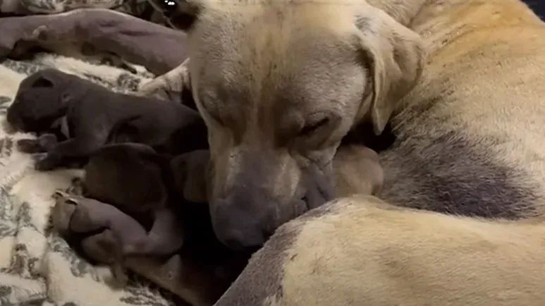 mamas joyful journey