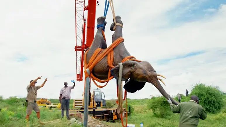 night rescue elephant in peril
