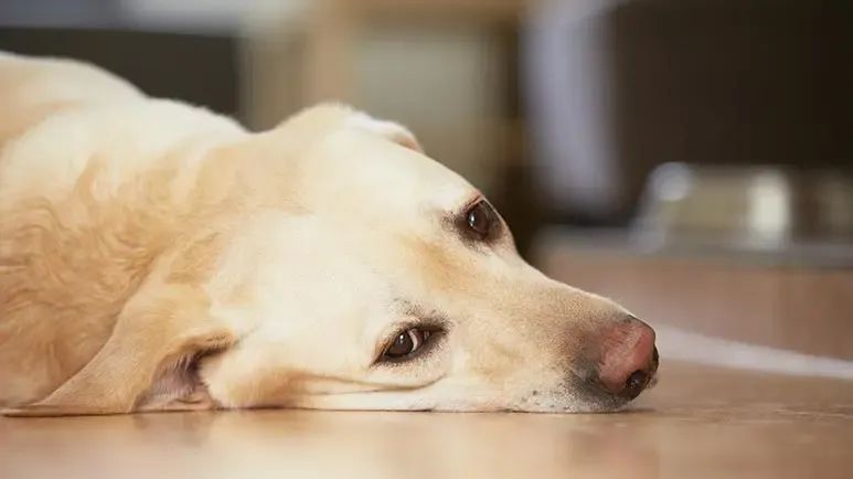 dog inflammatory bowel disease