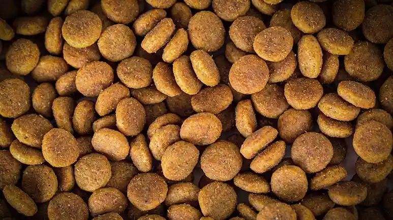 pet foods without grains