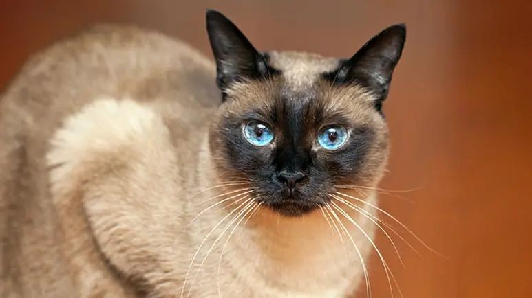 siamese cats