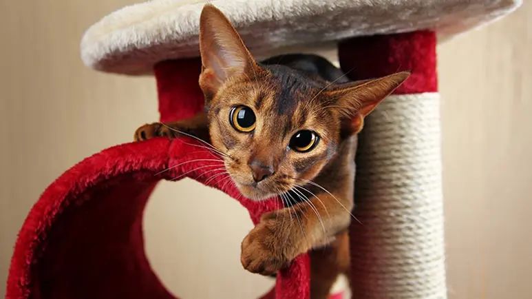 11 most playful cat breeds