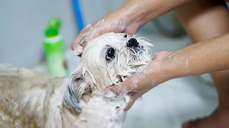 8 steps to less stress at dogs bath time