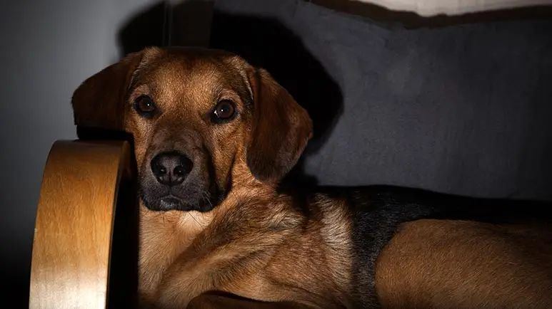 assessing dogs eyesight