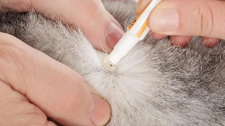 pets flea and tick prevention