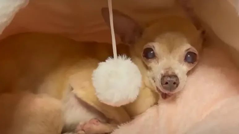 tiny rescue big impact