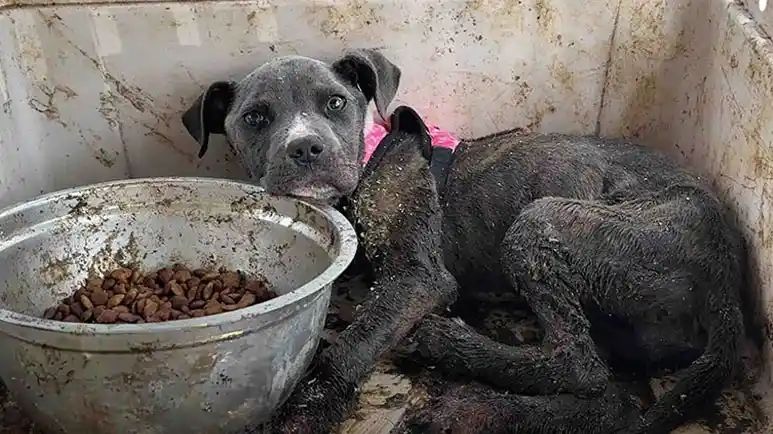 rescued pup finds a loving home