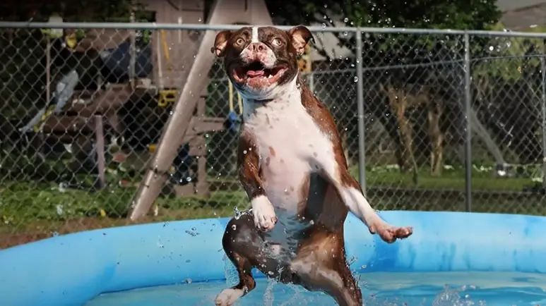 meet the ultimate pool loving pup