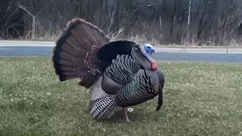 turkey terror or local hero