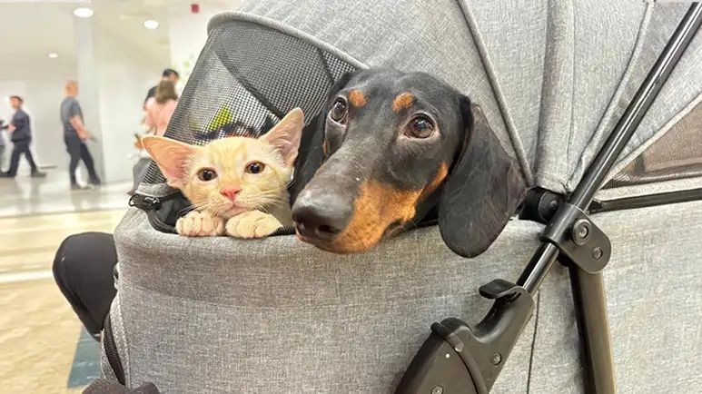 pet stroller