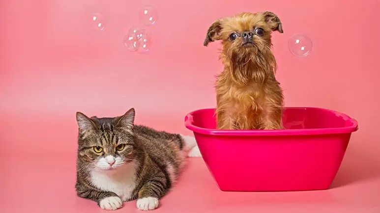 pet hygiene tips