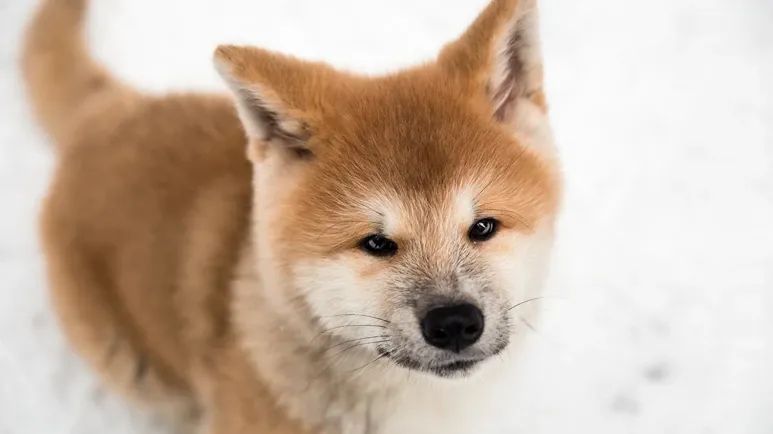 akita dog breed
