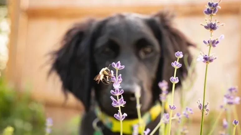 dogs can be stung by insects