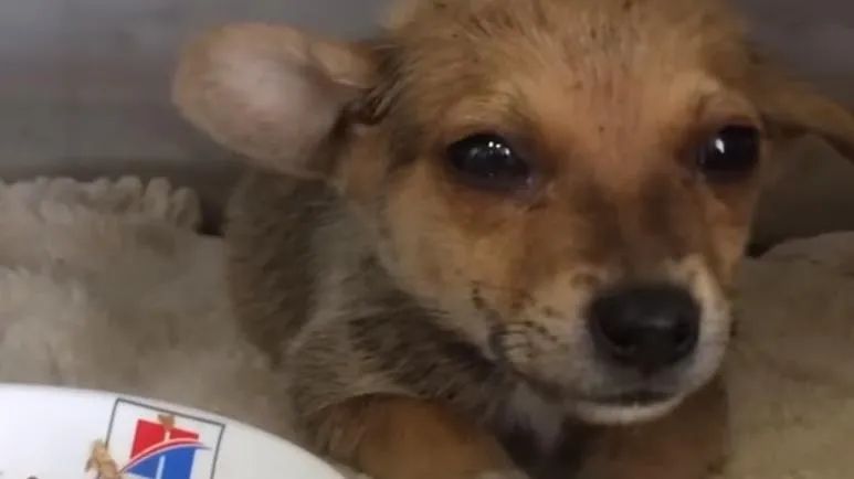 gunnar the resilient rock star