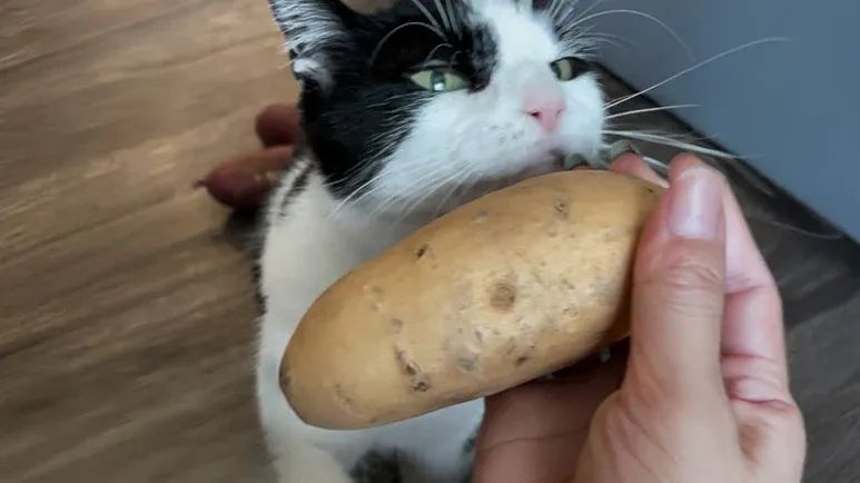cat who is obsessed with potatoes
