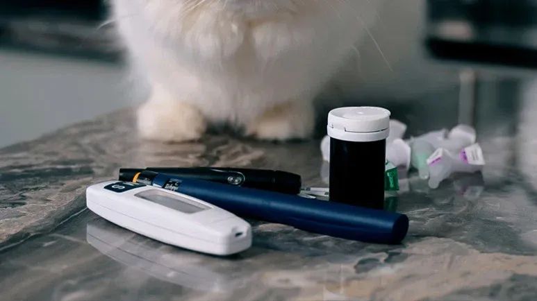diabetes in pets