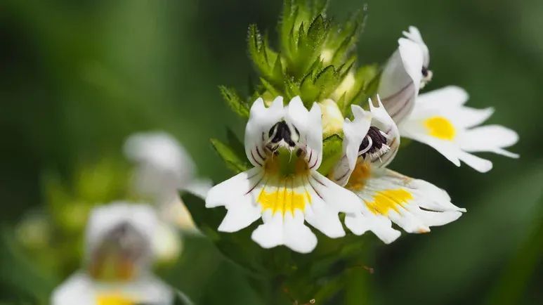 dog eyebright
