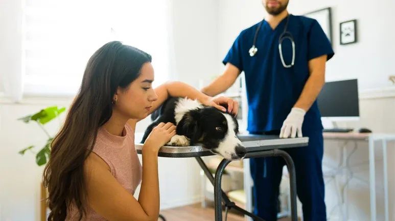 dog salivary mucocele