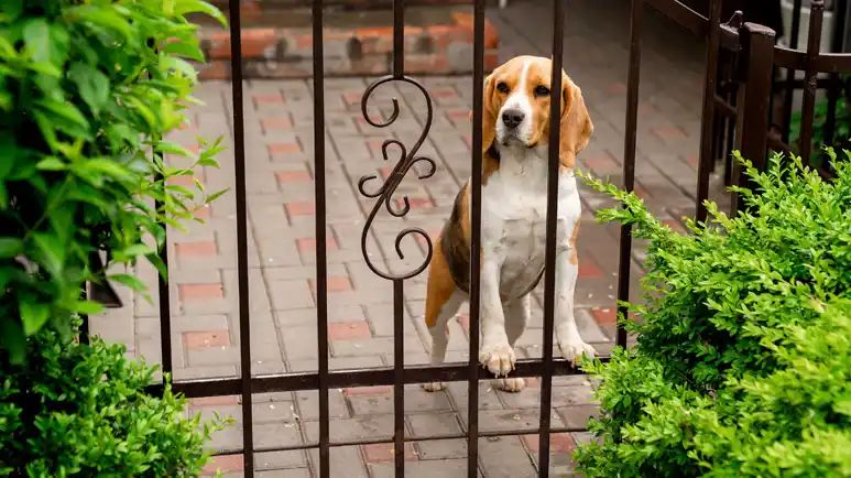 dog territorial aggression