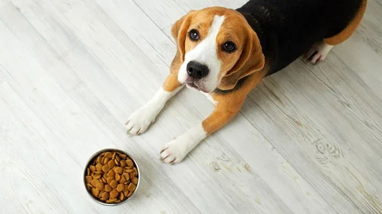 dogs carb heavy diets