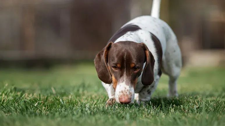 dogs create mental image of items they sniff